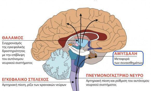 Τεράστιο ρόλο στη λειτουργία των εγκεφαλικών δομών παίζει η αμυγδαλή.