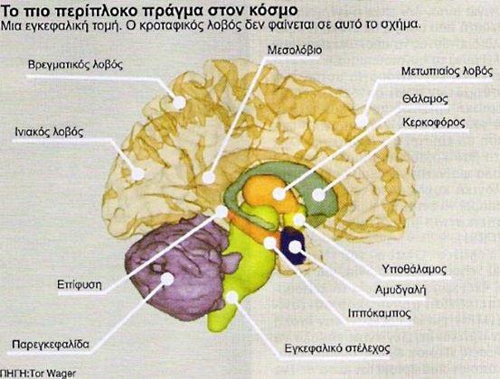 Εγκεφαλος και μνήμη - Που εδρεύει η μνήμη στον εγκέφαλο.