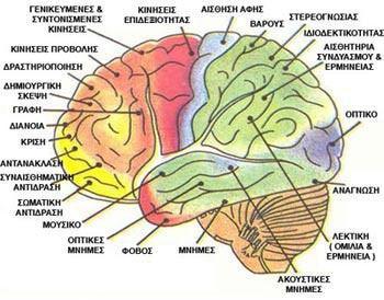 Οι λειτουργίες του εγκεφάλου.